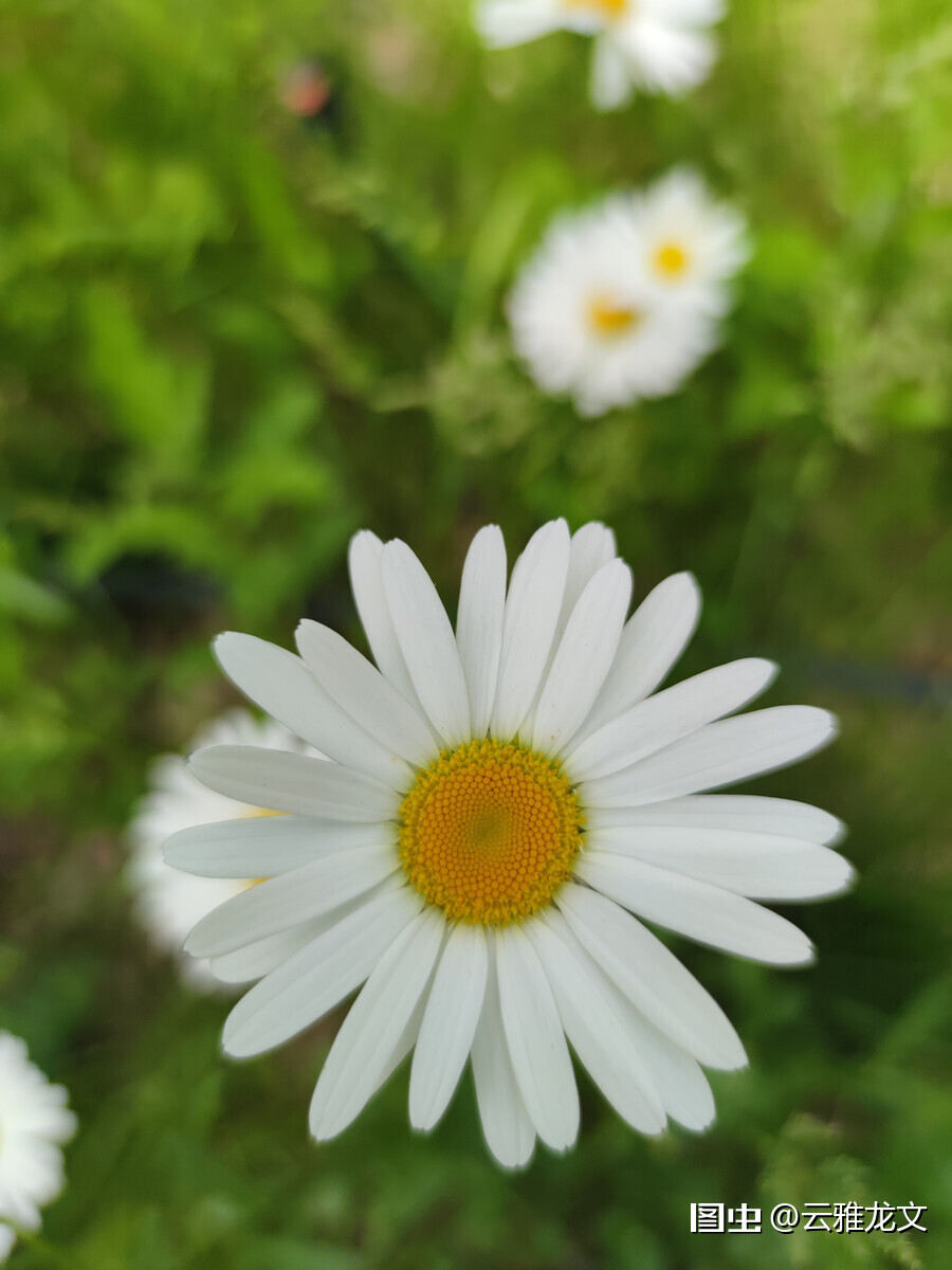 雏菊 学名 Bellisperennisl 又名马兰头花 延命菊 春菊 太阳菊等 是菊科雏菊属植物的一种 多年生草本 天天好运