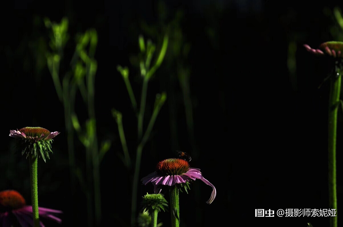 松果菊 Echinaceapurpurea 菊科松果菊属多年生草本植物 原产北美 松果菊的学名echinacea来源于希 天天看点