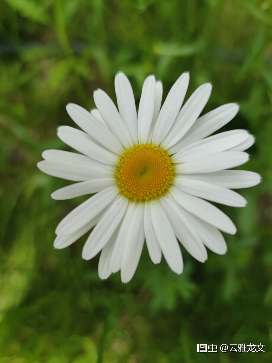 雏菊 学名 Bellisperennisl 又名马兰头花 延命菊 春菊 太阳菊等 是菊科雏菊属植物的一种 多年生草本 天天好运