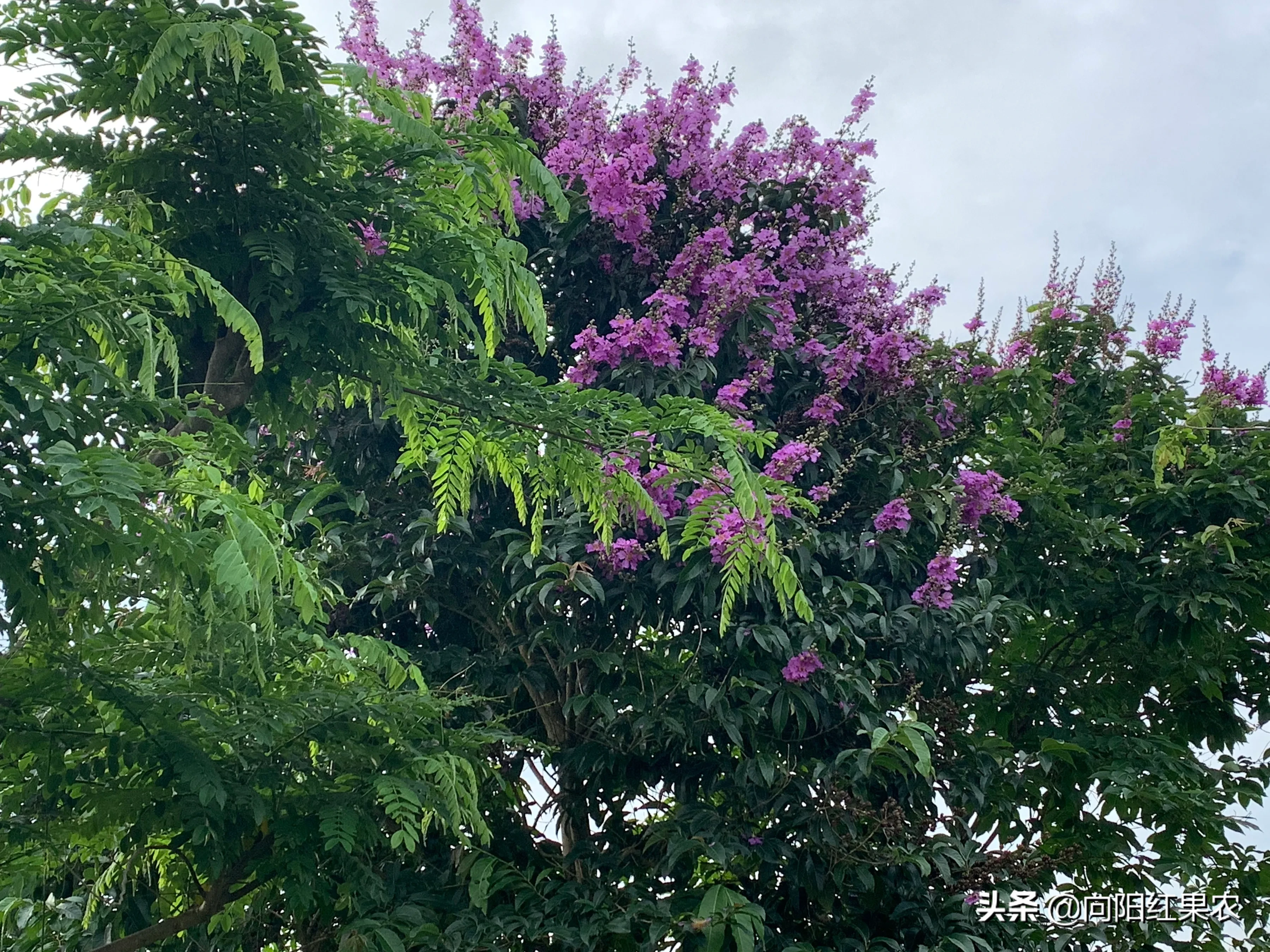 六月的南國 也是鮮花盛開的季節 柑橘果園邊的藍花楹 大花紫薇 花開奪目 輕盈飄逸 忍不住駐足觀賞 留連陶醉 不願獨樂 根 天天看點