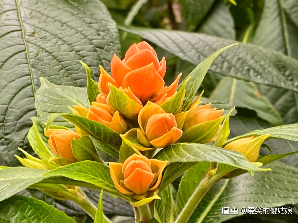 翻開相冊 自己認識的植物中 以珊瑚起名的植物還真不少 珊瑚花 紅珊瑚 琴葉珊瑚 今天在華南植物園又看到一個名叫珊瑚塔 天天看點