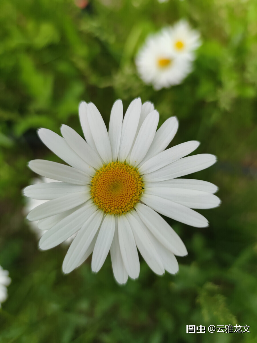 雏菊 学名 Bellisperennisl 又名马兰头花 延命菊 春菊 太阳菊等 是菊科雏菊属植物的一种 多年生草本 天天好运