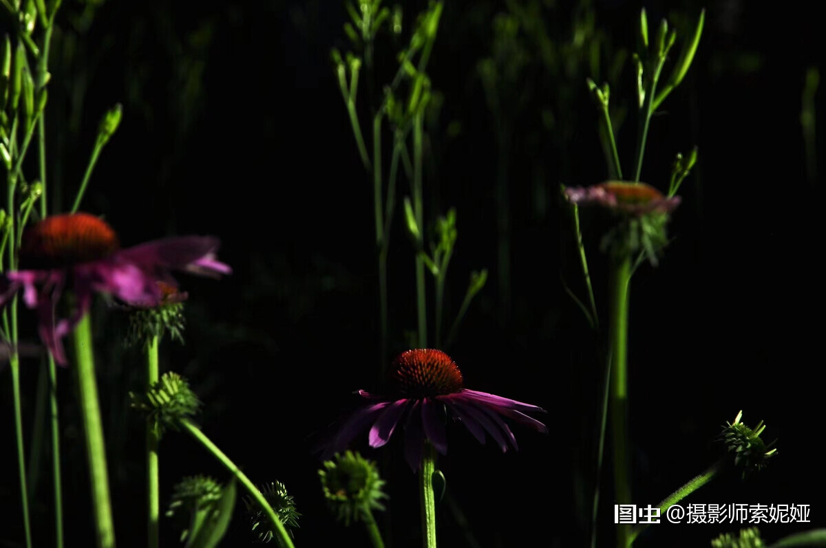 松果菊 Echinaceapurpurea 菊科松果菊属多年生草本植物 原产北美 松果菊的学名echinacea来源于希 天天看点