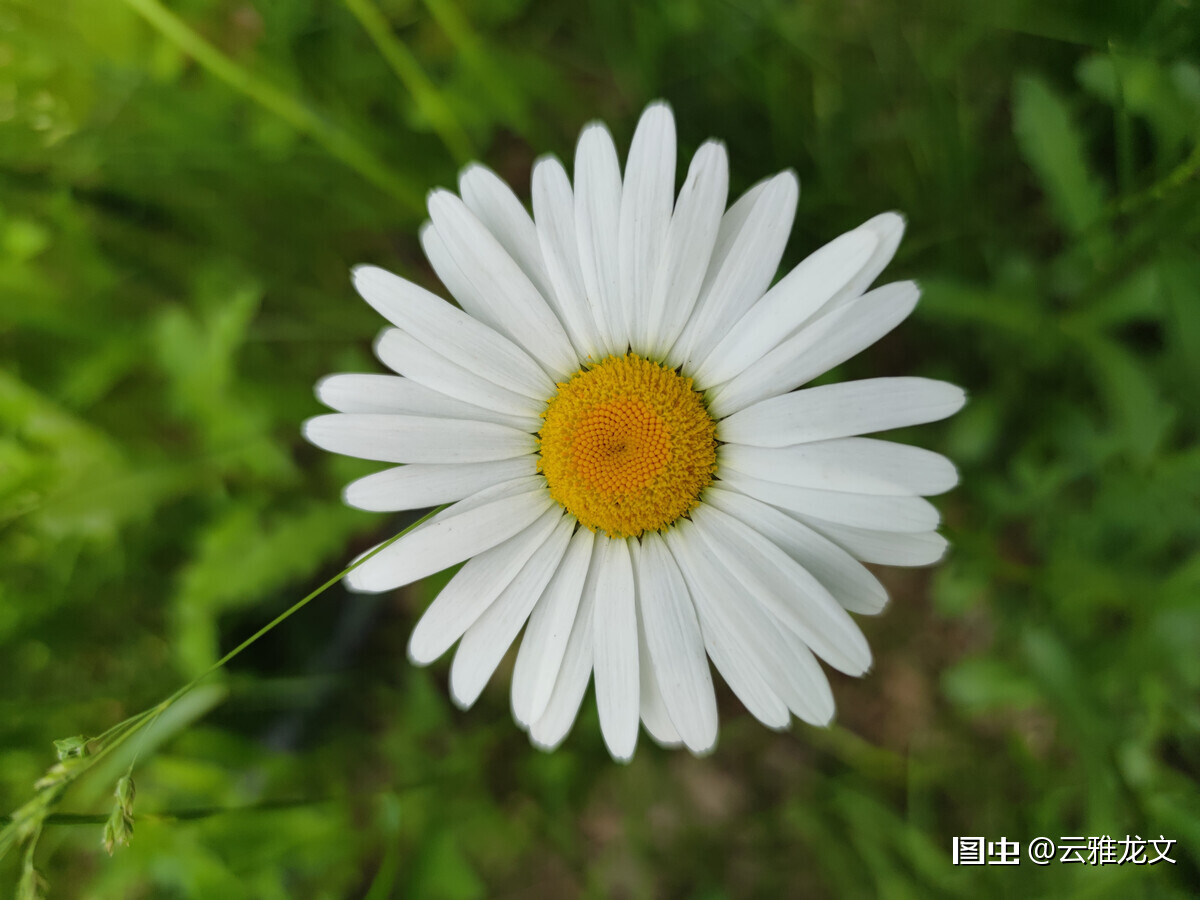 雏菊 学名 Bellisperennisl 又名马兰头花 延命菊 春菊 太阳菊等 是菊科雏菊属植物的一种 多年生草本 天天好运
