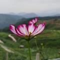 千烟竹影