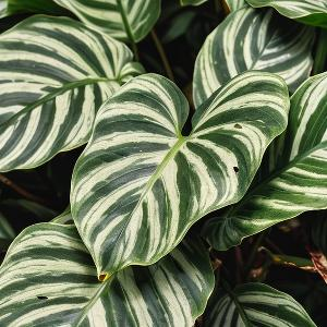 梦幻雪碧gz 头像