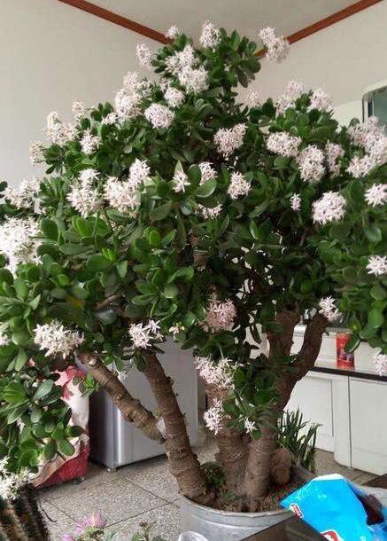 客厅最旺宅的大型植物推荐（九种“旺财”大型的盆栽绿植）