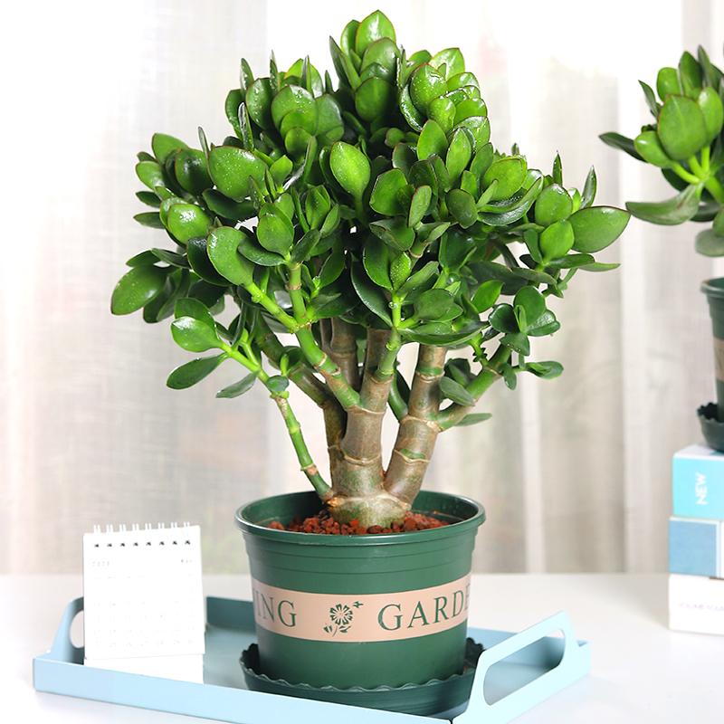 客厅最旺宅的大型植物推荐（九种“旺财”大型的盆栽绿植）