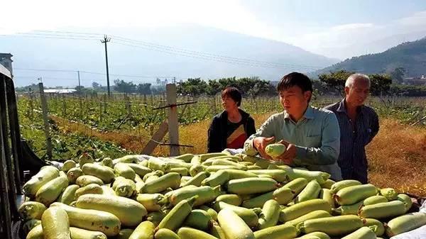 资讯汇 ▏攀枝花块菌引起国际专家关注葡萄园里种西葫芦四川电商十强县米易上榜住房公积金可自助查询西区地税  网上预约