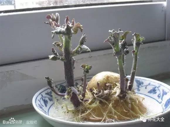 水植物