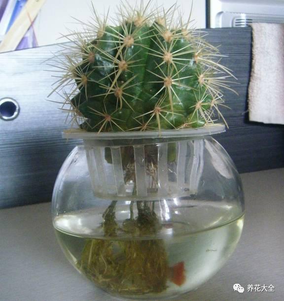 水植物