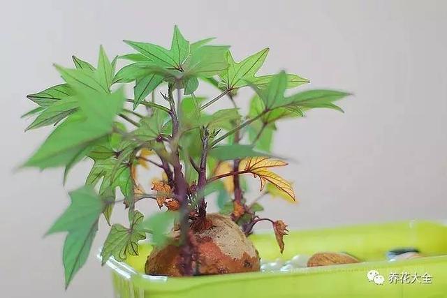 水培植物有哪些