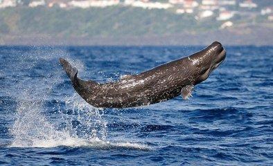 大王乌贼对战抹香鲸（大王乌贼对战抹香鲸的视频）