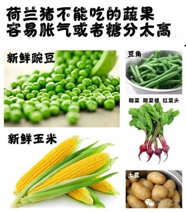 荷兰猪吃什么蔬菜最好