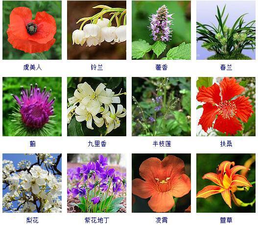 花的种类 花的种类（花的种类大全） 生活