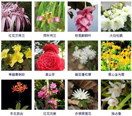 花的种类 花的种类（花的种类大全） 生活