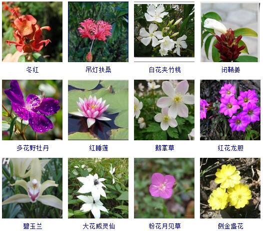 1,花的种类(花的种类大全)