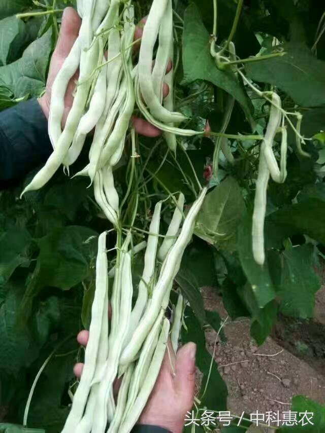 大棚芸豆的种植管理