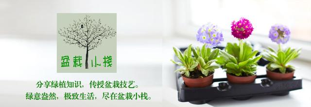 春天有哪些花 春天有哪些花（春天有哪些花盛开） 生活