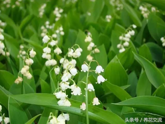 牵牛花有毒吗 牵牛花有毒吗（重瓣矮牵牛花有毒吗） 生活