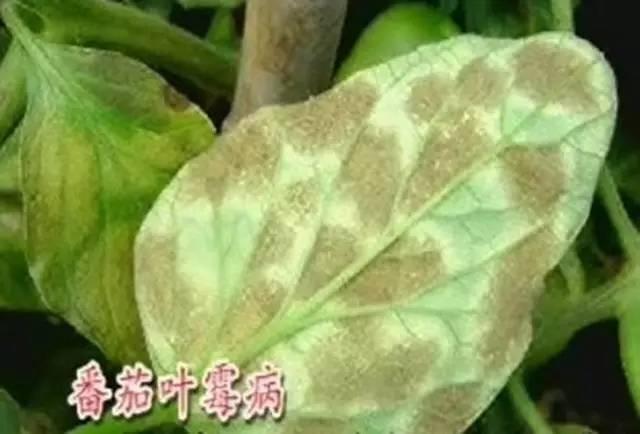 百菌清在17种常见作物的应用（多图详解！）10