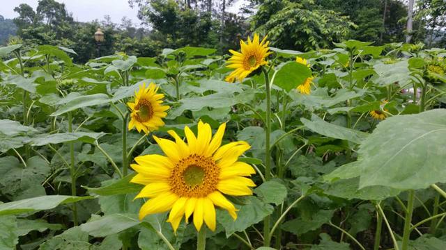 契阔死生君莫问,行云流水一孤僧全诗「缱绻」