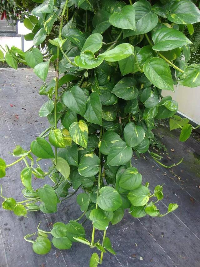 绿萝和吊兰哪个吸附甲醛的功能更强(绿萝和吊兰的区别图片)_手工miao