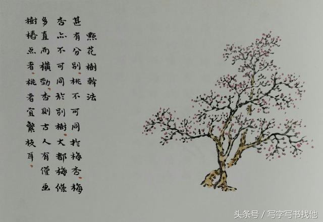 怎么画杏树