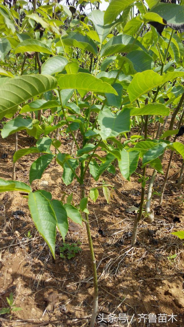 核桃树除草剂正确施用技术，搞错后果不堪设想！3