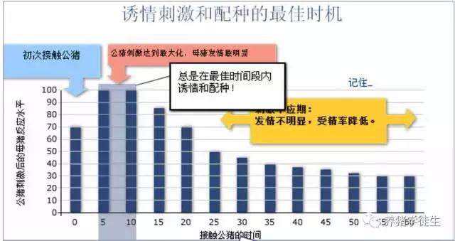 用公猪配母猪的最佳时机「母猪配种方法要点」