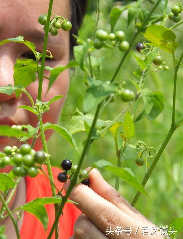 漿果和葉子均可食用,但葉子含有大量生物鹼,須經煮熟後方可解毒.