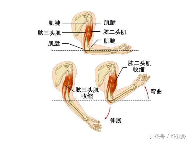 杠铃杆