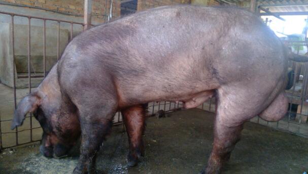 仔猪是什么意思猪与养猪人的关系