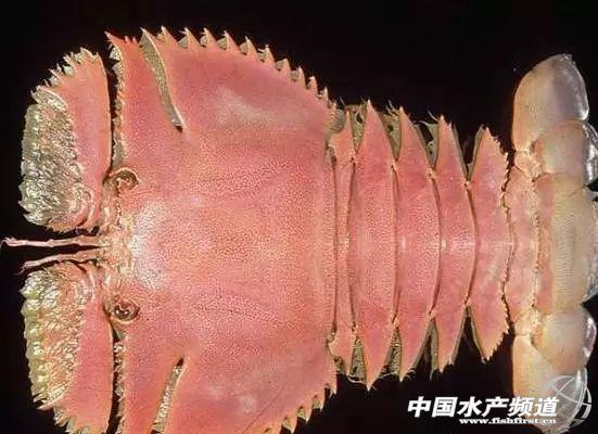 虾分类「小龙虾分类」
