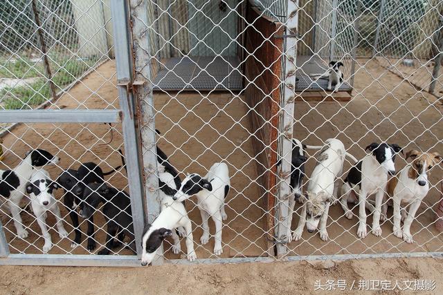 格力犬撵兔