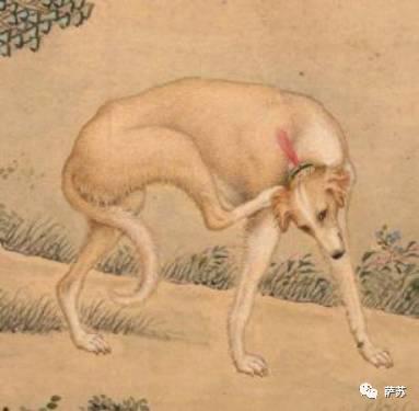 二郎神的狗