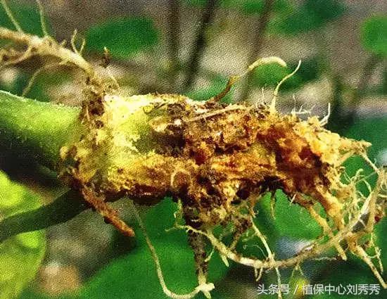 黄瓜病害——黄瓜根腐病该怎样去防治效果比较好？