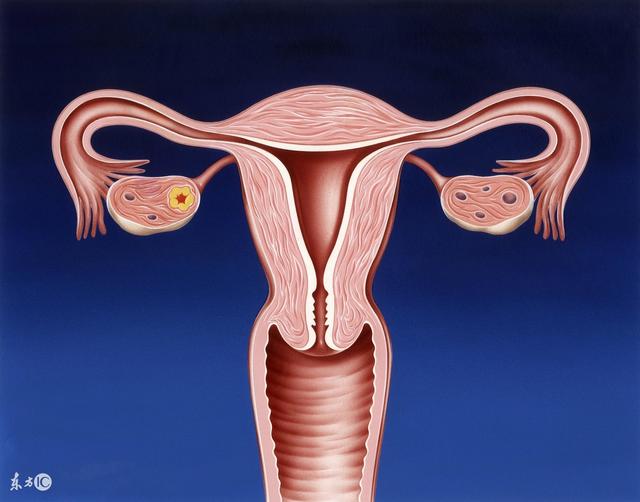 卵巢多吃什么抗衰老