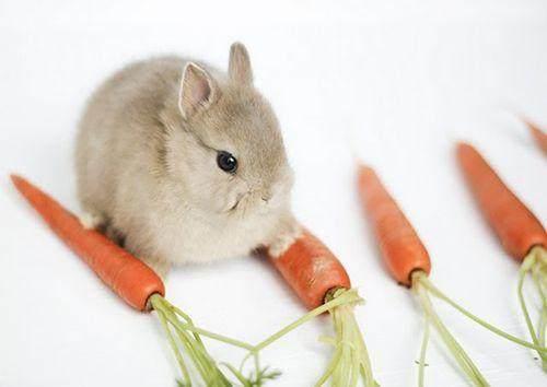 兔子爱吃胡萝卜 兔子爱吃胡萝卜（顾鹰兔子爱吃胡萝卜） 动物