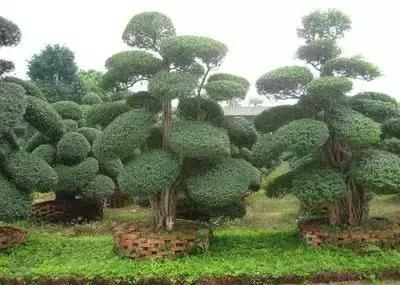 冬青树种类