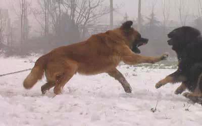 高加索犬与藏獒打架