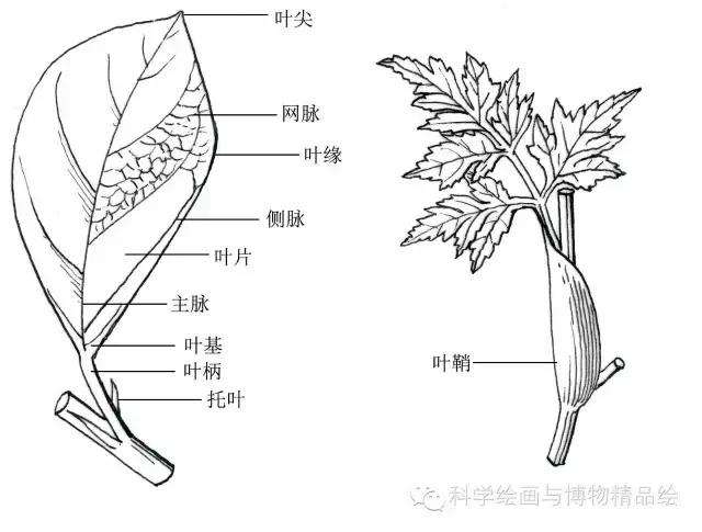 奇数羽状复叶