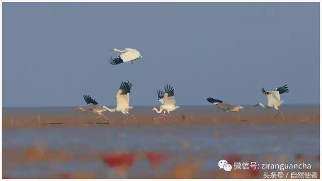 鹤生长在哪里