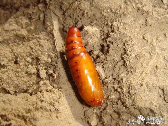 棉花棉铃虫的发生与防治技术3