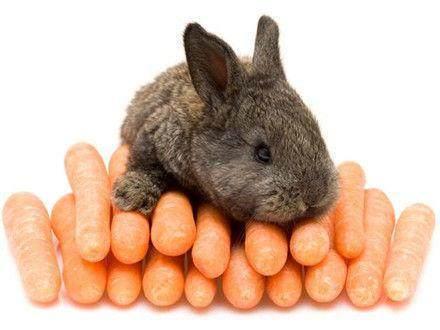 兔子爱吃胡萝卜 兔子爱吃胡萝卜（顾鹰兔子爱吃胡萝卜） 动物