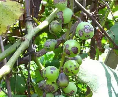 农民朋友注意了！近几天，你家的葡萄树最容易发生这8种病！10