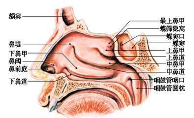 一句話來概括,其實就是中,下鼻甲部分切除手術.