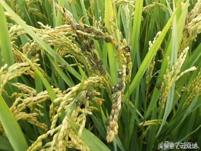 水稻破口期用药：防治稻曲病哪几种药效果好？