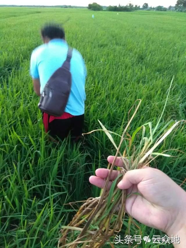 异噁草松在水稻分蘖期“药害”的典型特征6