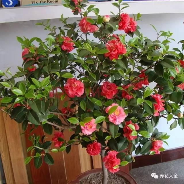 养花技巧